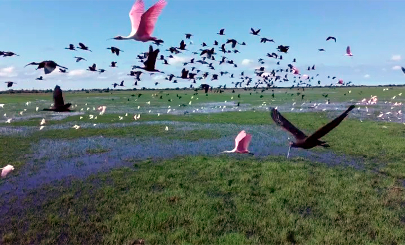 Humedales Convenio Para Fortalecer La Preservaci N De Aves En El